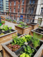 Potager Urbain au cœur de Charleroi